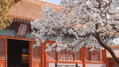 4K唯美古风承乾宫梨花