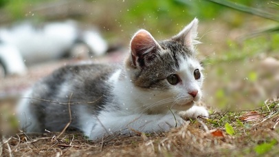 喵酱的林中小憩