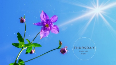 阳光下盛开花朵