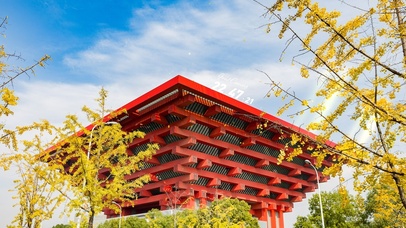 4k 秋分蓝天的银杏树