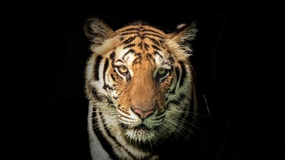 虎虎生威-极简壁纸