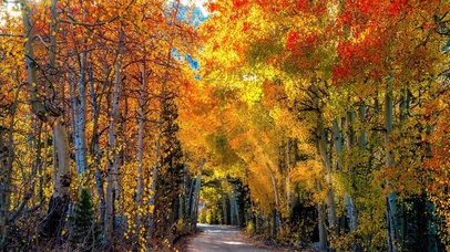 治愈枫叶幽径小路