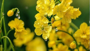 雨中小花