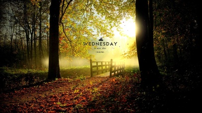 清晨阳光秋林落叶