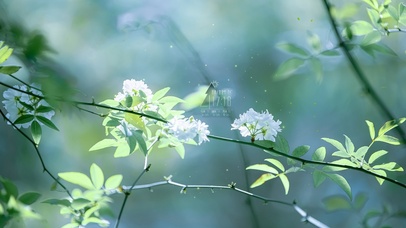 清新治愈绿叶白木香