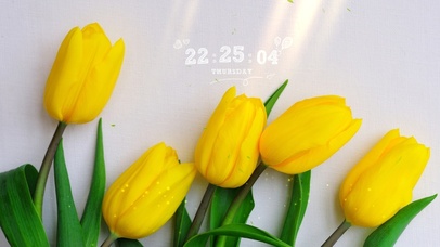 4k高清郁金香清新桌面