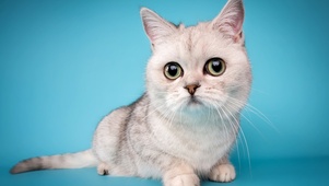 猫咪 