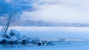 雪中天鹅