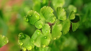 春雨摇曳