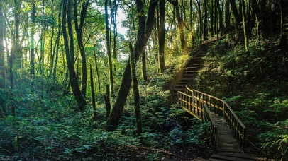 清新护眼阳光森林小路