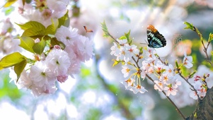 治愈系樱花