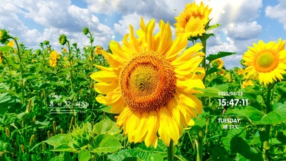 简约清新系向日葵壁纸