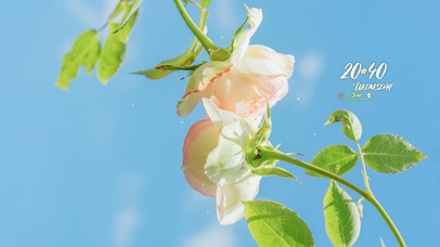 4K唯美治愈清新玫瑰花