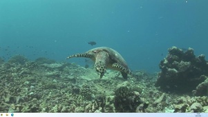 海底大海龟