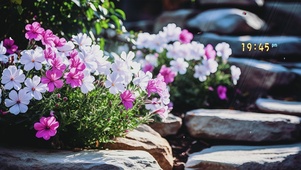 治愈花花壁纸