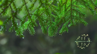 静心春雨