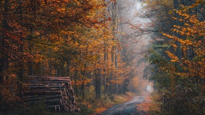 唯美枫叶树林小路