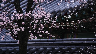 4k高清唯美花系列