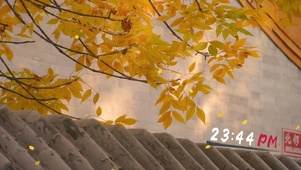 秋意渐浓