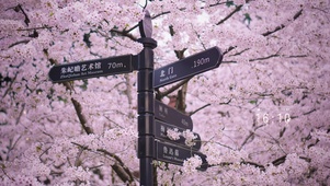 樱花小路