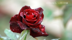 美丽玫瑰花