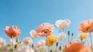 治愈虞美人花