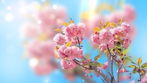 美丽的樱花