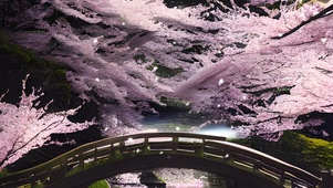 樱花树下