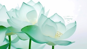 小清新莲花