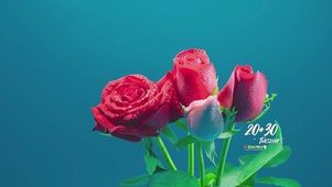 绽放的玫瑰花