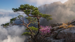 云雾山顶小树