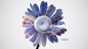 梦幻雏菊