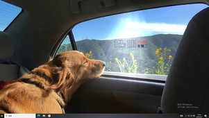 和狗狗的旅行