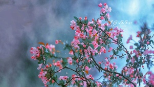 桃花朵朵开