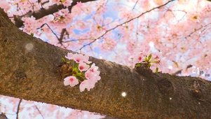 樱花树梢
