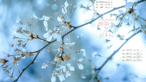 樱花如雪