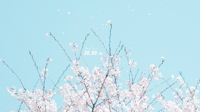 4K樱花盛开的季节