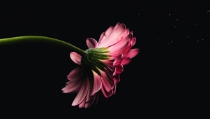 一朵花花