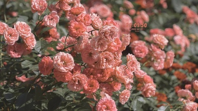 4K鲜艳美丽花儿盛开