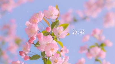 唯美春天樱花盛开