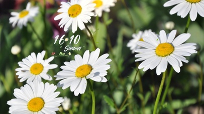 4k小雏菊风景桌面