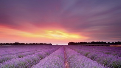 4K壁纸—晚霞下的花海