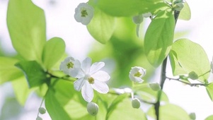 小清晰