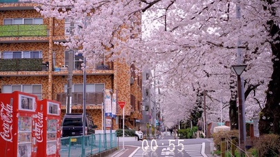 唯美治愈樱花街道