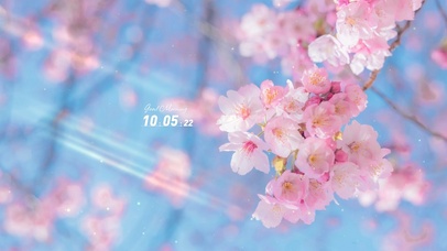 4K唯美治愈清新夏日樱花