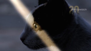 傲娇的孤独黑猫
