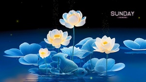 梦幻荷花