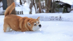 雪中玩耍的柴犬狗狗