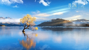 湖中树