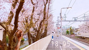 梦幻樱花